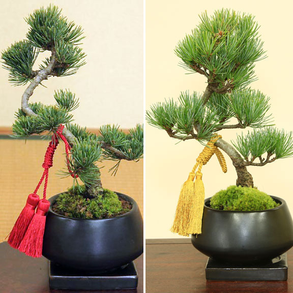 �ߺϡ����վ��ʥ����ȭ) ɳ���������դ�*���٤�ɳ�դ� �ˤ� �ﵯ ���ե� gift �������� ��� �ץ쥼��� bonsai