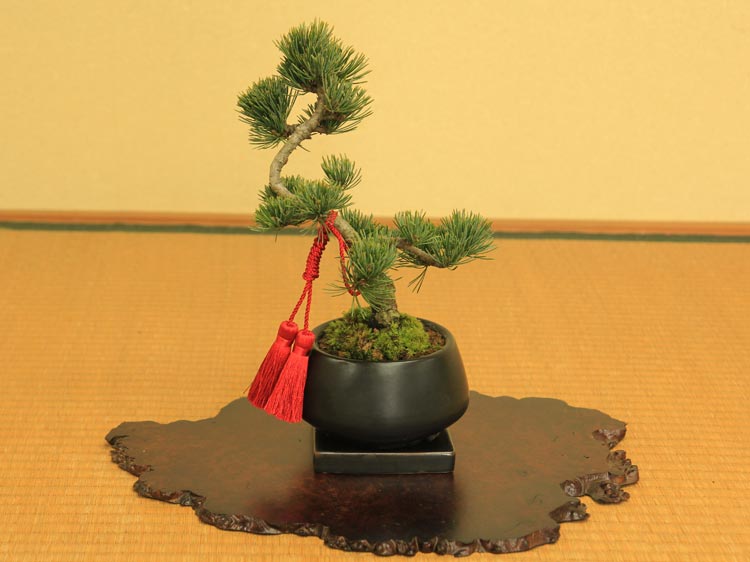 �ߺϡ����վ��ʥ����ȭ) ɳ���������դ�*���٤�ɳ�դ� �ˤ� �ﵯ ���ե� gift �������� ��� �ץ쥼��� bonsai