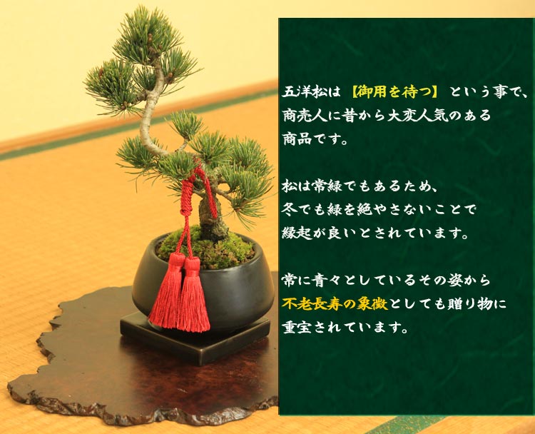 �ߺϡ����վ��ʥ����ȭ) ɳ���������դ�*���٤�ɳ�դ� �ˤ� �ﵯ ���ե� gift �������� ��� �ץ쥼��� bonsai