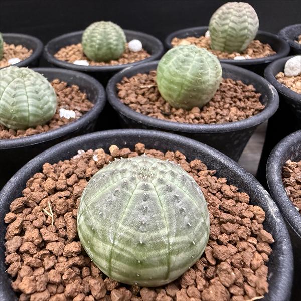 パ*ル様 ① ユーフォルビア オベサ 実生選抜 大株 ライムグリーン ☆特価☆多肉植物：ユーフォルビア オベサ 12個セット*幅2.5cm