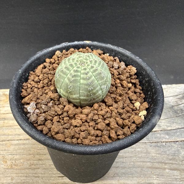 ���ò���¿����ʪ���桼�ե���ӥ� ���٥� 12�ĥ��å�*��2.5��������־�����