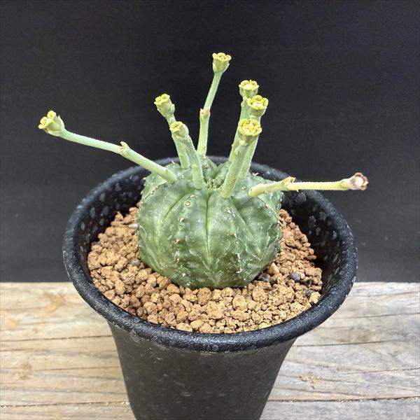 ☆特価☆多肉植物：ユーフォルビア バリダ 12個セット*幅2.5cm