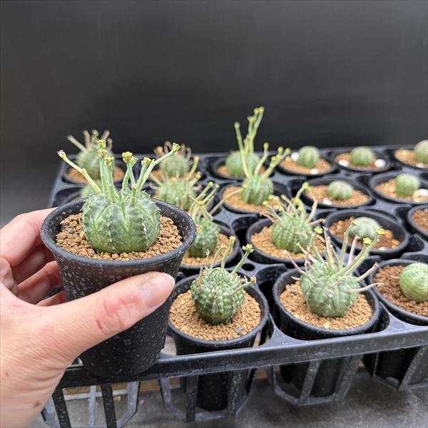 ☆特価☆多肉植物：ユーフォルビア バリダ 12個＋オベサ12個 合計24個