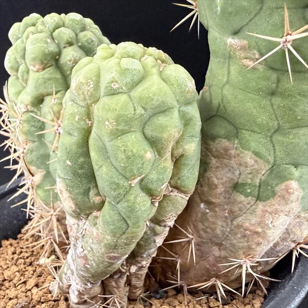 ���ܥƥ󡧥ȥꥳ���쥦�� ����� ����*��13.5cm�����ʡ����ʸ¤�