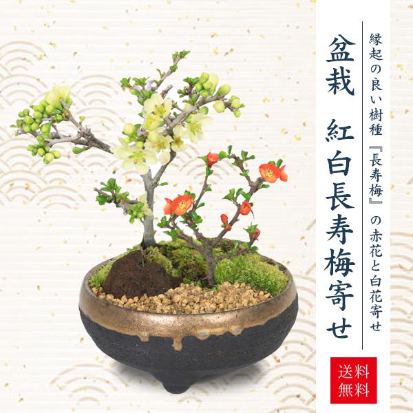 �٤�Ƥ�������������եȤˤ� �����ߺϡ�����Ĺ���ߴ󤻿����ʹ����֥���̿��ھ�ȭ��* bonsai