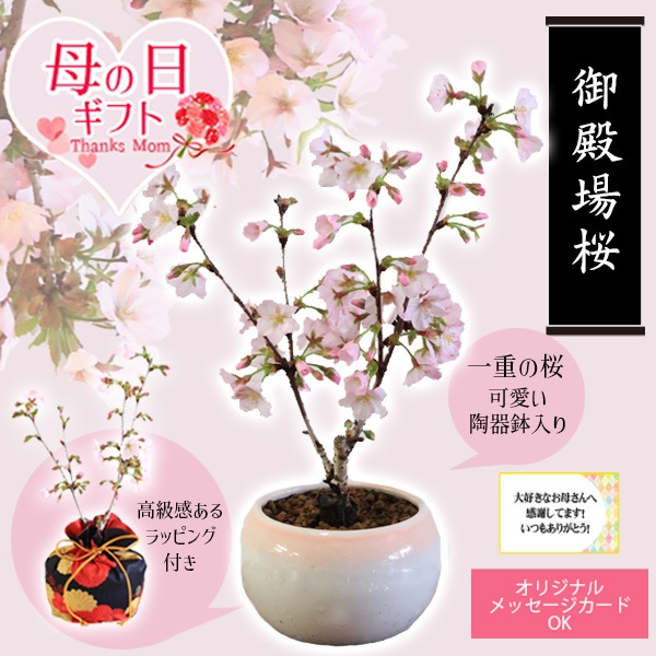 ٤Ƥ ץ쥼ȡߺϡָ¾(ԥ󥯴ƫȭ)*åԥ