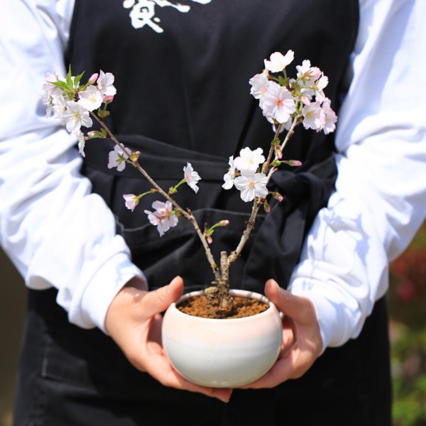 ٤Ƥ ץ쥼ȡߺϡָ¾(ԥ󥯴ƫȭ)*åԥ