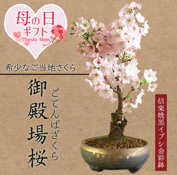 �٤�Ƥ���������� �ץ쥼��ȡ����ߺϡ���������ָ��¾��(���ھƹ����֥����ȭ)* 