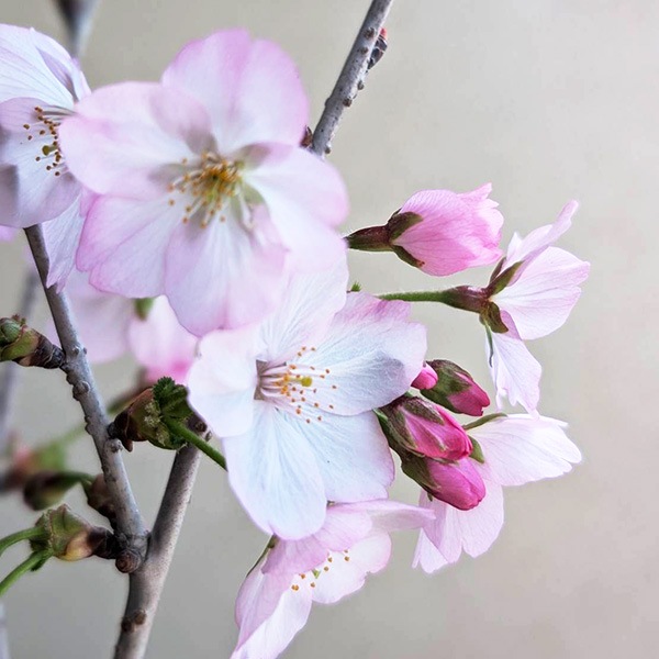 �٤�Ƥ���������� �ץ쥼��ȡ����ߺϡ���������ָ��¾��(���ھƹ����֥����ȭ)* 