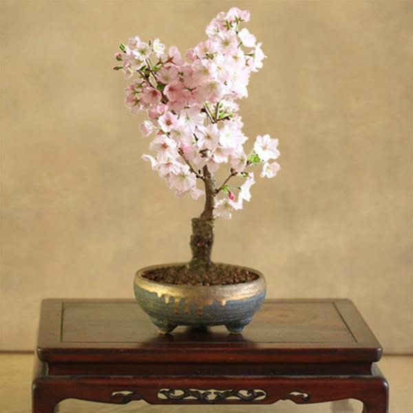 �٤�Ƥ���������� �ץ쥼��ȡ����ߺϡ���������ָ��¾��(���ھƹ����֥����ȭ)* 