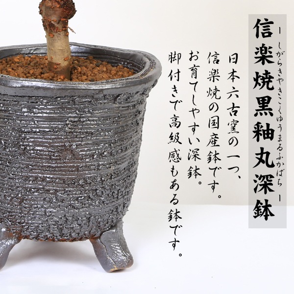 ٤Ƥ ץ쥼ȡߺϡָ¾(ھƹشݿȭ)* 