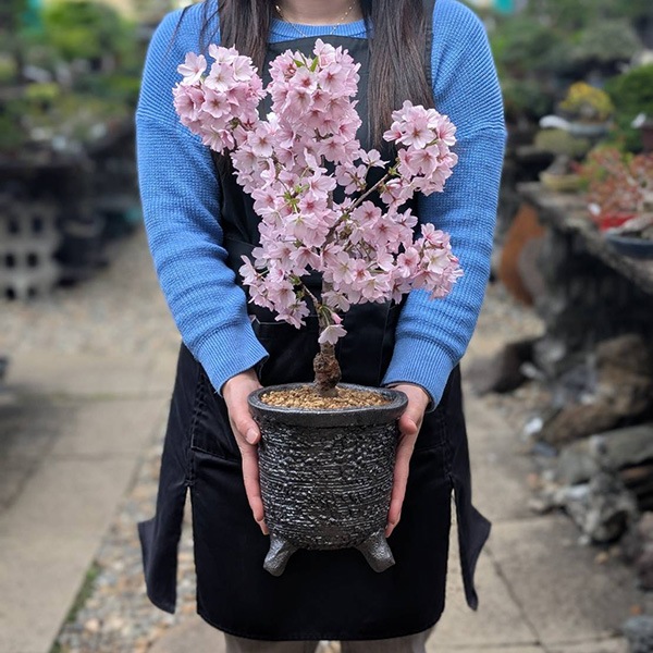 ٤Ƥ ץ쥼ȡߺϡָ¾(ھƹشݿȭ)* 