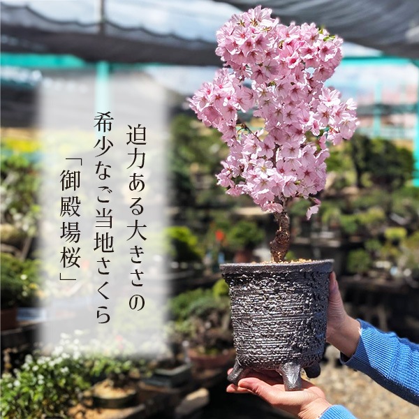 ٤Ƥ ץ쥼ȡߺϡָ¾(ھƹشݿȭ)* 