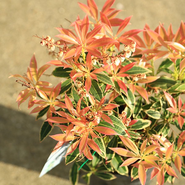 庭木・植木・苗：斑入アセビ（フレーミングシルバー）白花 4号