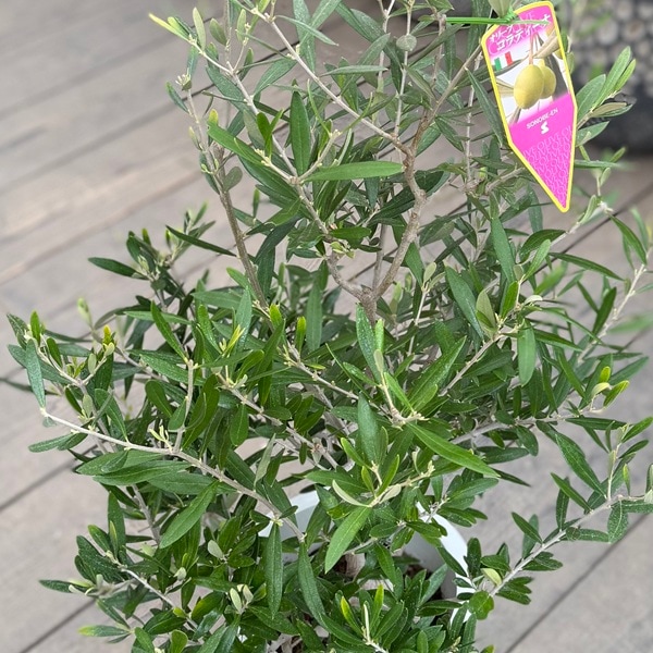 観葉植物 果樹：オリーブの木 コラティーナ*コラチナ Coratina 8号