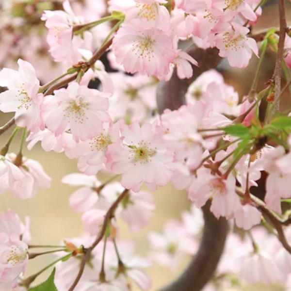 �������ߺϡ�Ȭ�Ťε���*(����(������)����ȭ) ���դ���2026ǯ�ճ���ͽ����������sakuraȭ���� �� ���ָ������ߺ�bonsai