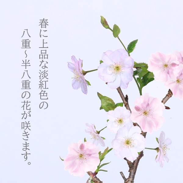 �������ߺϡ�Ȭ�Ťε���*(����(������)����ȭ) ���դ���2026ǯ�ճ���ͽ����������sakuraȭ���� �� ���ָ������ߺ�bonsai