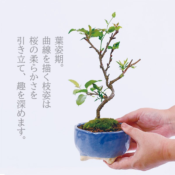 �������ߺϡ�Ȭ�Ťε���*(����(������)����ȭ) ���դ���2026ǯ�ճ���ͽ����������sakuraȭ���� �� ���ָ������ߺ�bonsai