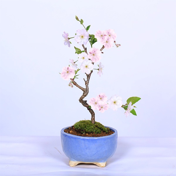 �������ߺϡ�Ȭ�Ťε���*(����(������)����ȭ) ���դ���2026ǯ�ճ���ͽ����������sakuraȭ���� �� ���ָ������ߺ�bonsai