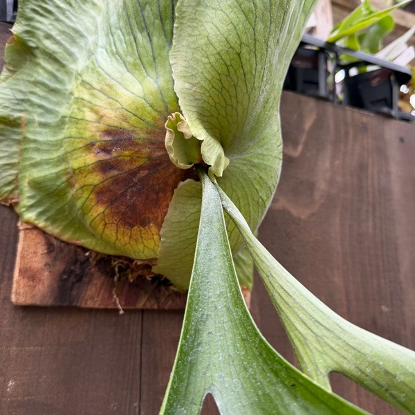 おしゃれ 観葉植物：コウモリラン コロナリウム 板付け*ビカクシダ 