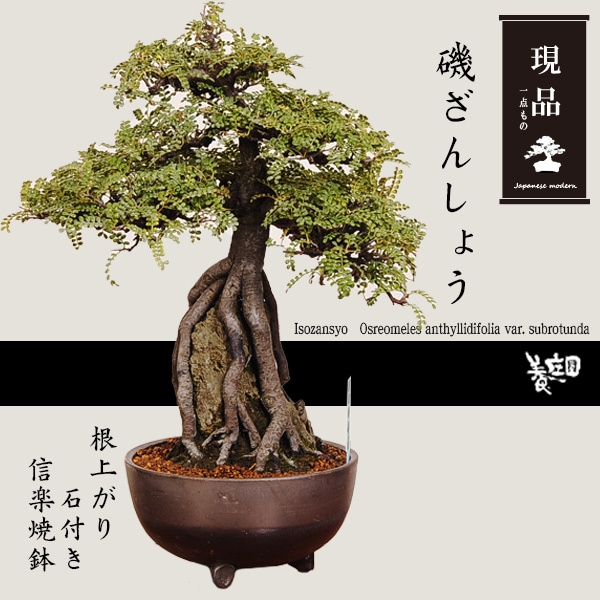 盆栽：磯山椒(いそざんしょう) 根上がり 石付き（信楽焼鉢） 現品 一点