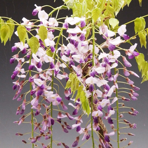 ߺϡƣʾ߸žƤߤɤ꿼ȭ* (2025ǯֽλ)  bonsai