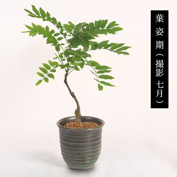 ߺϡƣʾ߸žƤߤɤ꿼ȭ* (2025ǯֽλ)  bonsai