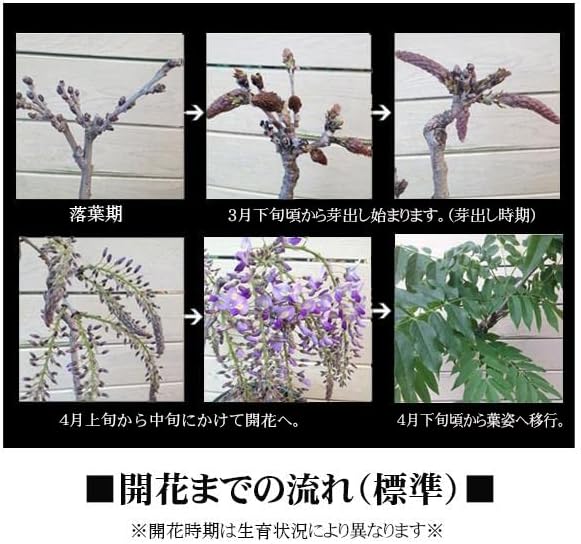 ߺϡƣʾ߸žƤߤɤ꿼ȭ* (2025ǯֽλ)  bonsai