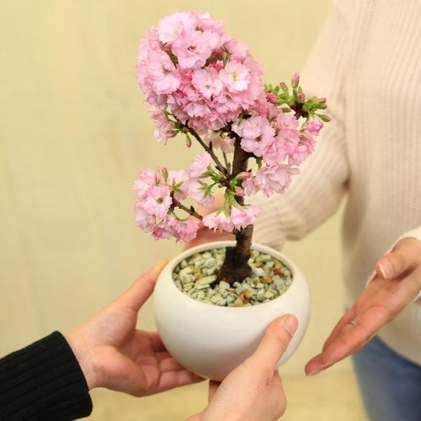 ���ߺϡ�����󰰻���(���ȭ������)*��2026ǯ�ճ���ͽ��������̵���ۡ�¨���вٲġ�bonsai