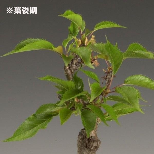 ���ߺϡ�����󰰻���(���ȭ������)*��2026ǯ�ճ���ͽ��������̵���ۡ�¨���вٲġ�bonsai