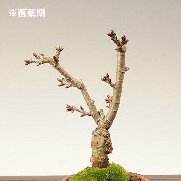 ���ߺϡ�����󰰻���(���ȭ������)*��2026ǯ�ճ���ͽ��������̵���ۡ�¨���вٲġ�bonsai