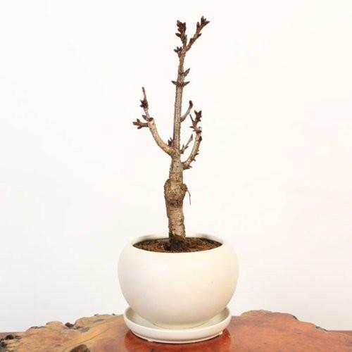 ���ߺϡ�����󰰻���(���ȭ������)*��2026ǯ�ճ���ͽ��������̵���ۡ�¨���вٲġ�bonsai