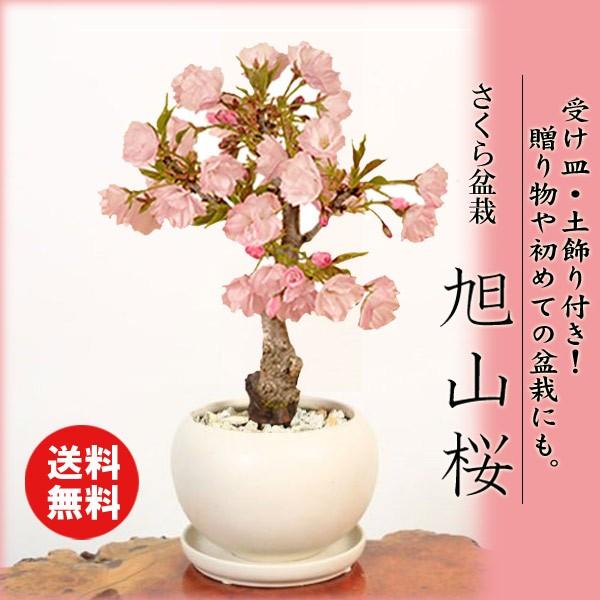 ���ߺϡ�����󰰻���(���ȭ������)*��2026ǯ�ճ���ͽ��������̵���ۡ�¨���вٲġ�bonsai