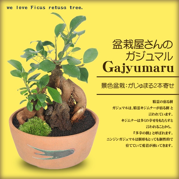 激レア！ガジュマル 盆栽 奄美大島産 激レア！ガジュマル 盆栽 奄美大島産⑤