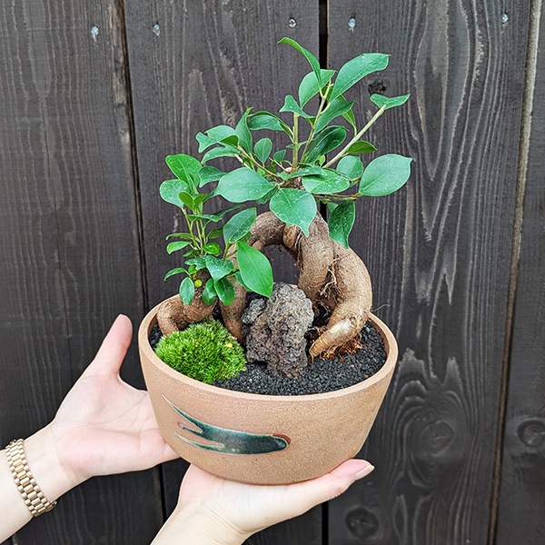 ガジュマル盆栽 Amazon｜SUZUHA ガジュマル 盆栽仕立て 観葉植物 本物 7号 セメント