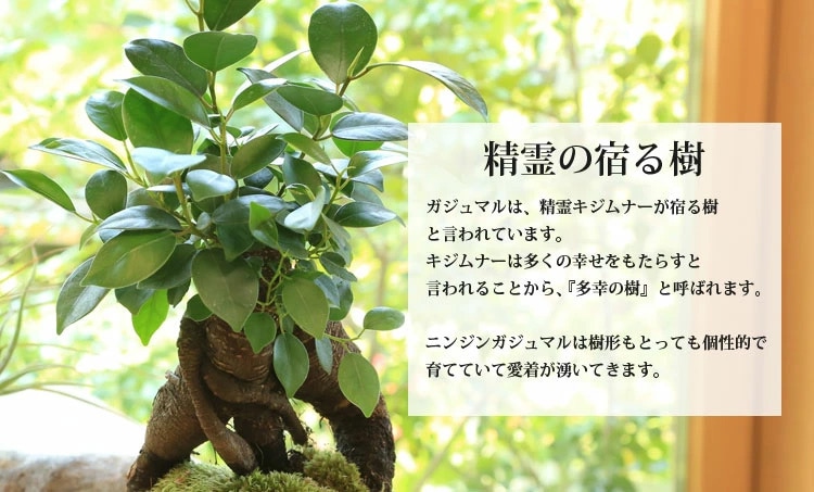 景色盆栽：ガジュマル2本寄せ*＜瀬戸焼鉢＞苔＆富士砂＆石付き