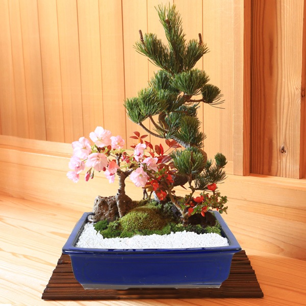 ���ߺϡ��������վ���*����Ĺ�ѱ���ȭ�ˡ�2026ǯ�ճ���ͽ��������̵����bonsai