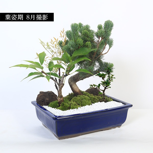 ���ߺϡ��������վ���*����Ĺ�ѱ���ȭ�ˡ�2026ǯ�ճ���ͽ��������̵����bonsai