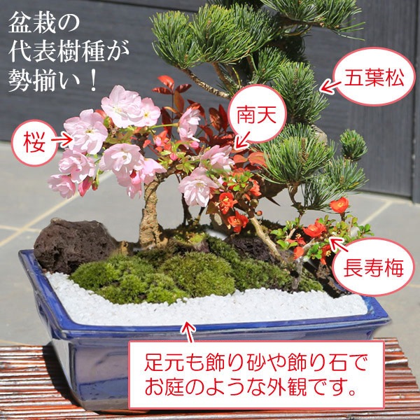 ���ߺϡ��������վ���*����Ĺ�ѱ���ȭ�ˡ�2026ǯ�ճ���ͽ��������̵����bonsai