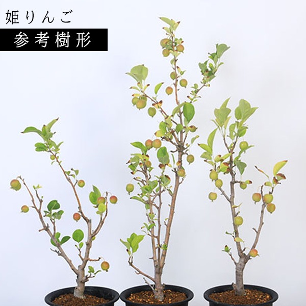 �ڿ��̸��ꡡ������������ۼ�ʴ���ڥ��ĥ��åȡ�ɱ��󤴡����������ɤ� *�ʹ��ץ饹�ƥ��å�ȭ���ļ�ʪȭ�����ץ쥼��Ȥˤ� bonsai