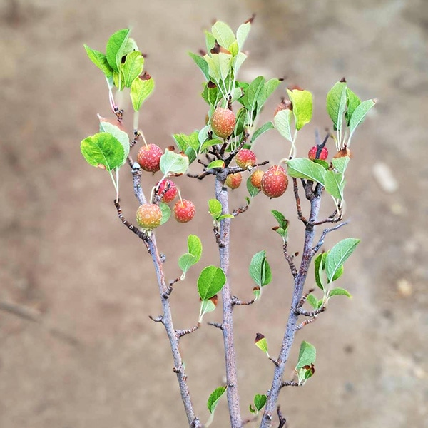 �ڿ��̸��ꡡ������������ۼ�ʴ���ڥ��ĥ��åȡ�ɱ��󤴡����������ɤ� *�ʹ��ץ饹�ƥ��å�ȭ���ļ�ʪȭ�����ץ쥼��Ȥˤ� bonsai