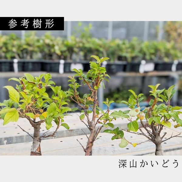 �ڿ��̸��ꡡ������������ۼ�ʴ���ڥ��ĥ��åȡ�ɱ��󤴡����������ɤ� *�ʹ��ץ饹�ƥ��å�ȭ���ļ�ʪȭ�����ץ쥼��Ȥˤ� bonsai