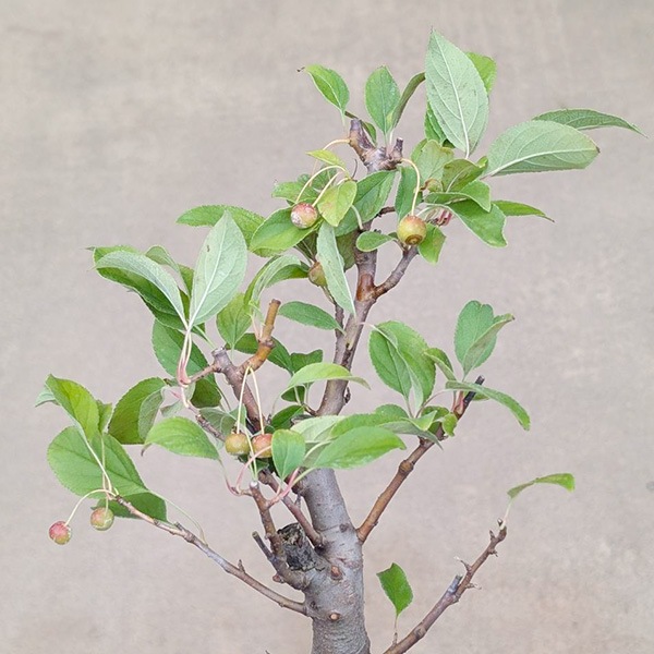 �ڿ��̸��ꡡ������������ۼ�ʴ���ڥ��ĥ��åȡ�ɱ��󤴡����������ɤ� *�ʹ��ץ饹�ƥ��å�ȭ���ļ�ʪȭ�����ץ쥼��Ȥˤ� bonsai