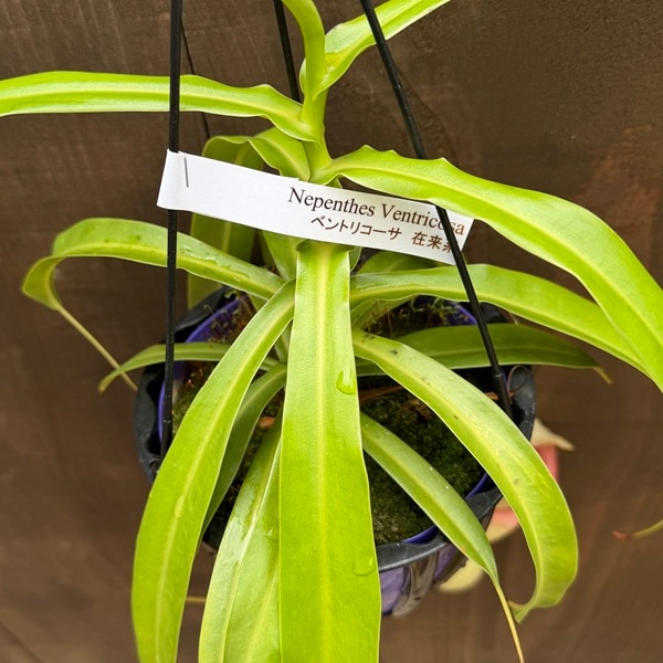 希少品種 観葉植物 食虫植物：ウツボカズラ ネペンテス ベントリコーサ