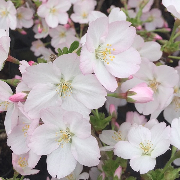 �ߥ��ߺϡ����¾��(���زֶ���ȭ��*(2026ǯ�ճ���ͽ��)Sakura ������ ���ָ� ������ �� �� bonsai