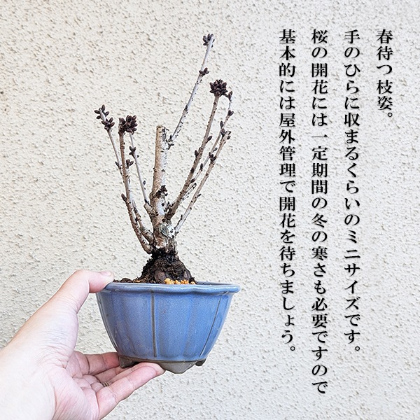 �ߥ��ߺϡ����¾��(���زֶ���ȭ��*(2026ǯ�ճ���ͽ��)Sakura ������ ���ָ� ������ �� �� bonsai