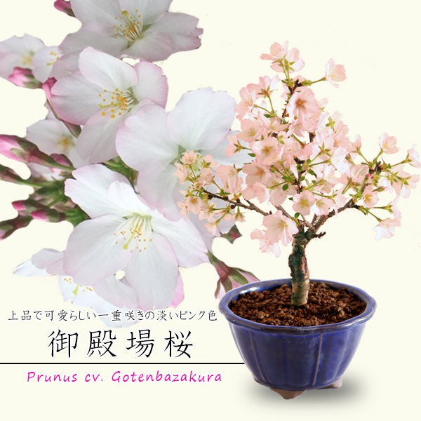 ߥߺϡ¾(زȭ*(2026ǯճͽ)Sakura  ָ    bonsai