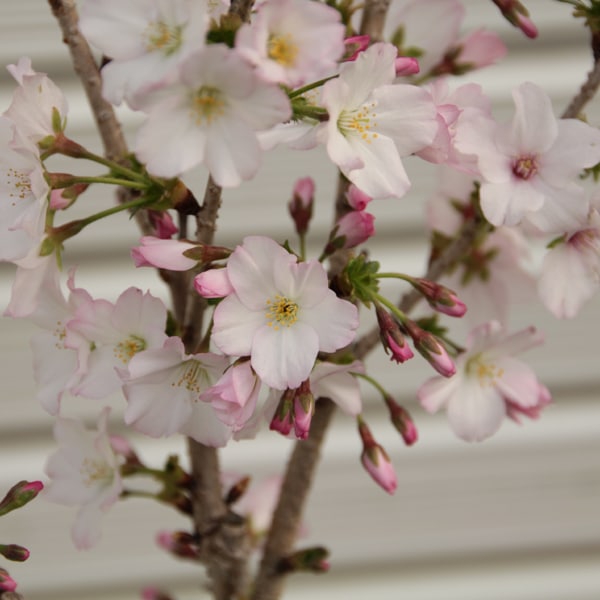 ߥߺϡ¾(زȭ*(2026ǯճͽ)Sakura  ָ    bonsai