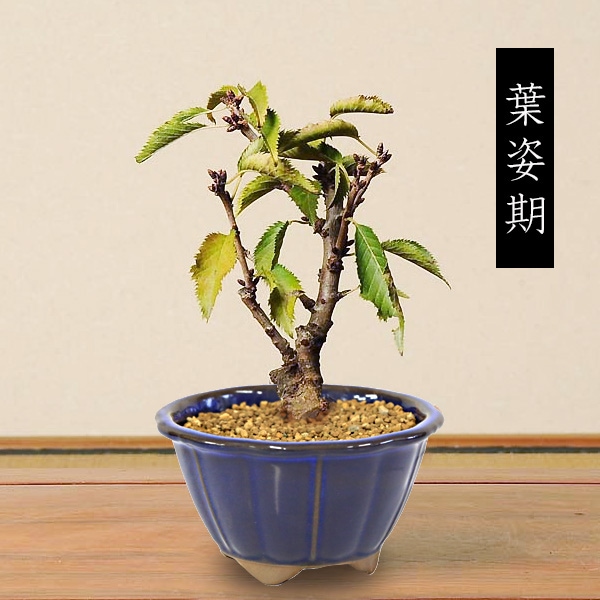 ߥߺϡ¾(زȭ*(2026ǯճͽ)Sakura  ָ    bonsai