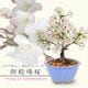 �ߥ��ߺϡ����¾��(���زֶ���ȭ��*(2026ǯ�ճ���ͽ��)Sakura ������ ���ָ� ������ �� �� bonsai